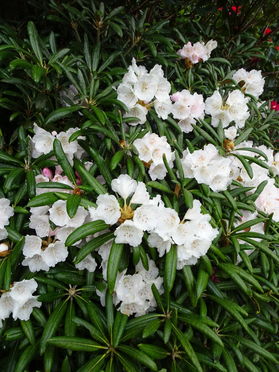 'R. yakushimanun 'Yaku Angel'